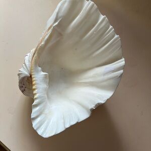 Elegant White Seashell Decor